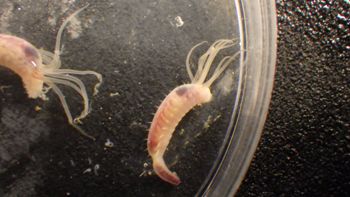 Media type: image;   Invertebrate Zoology 153120 Description: live specimen;